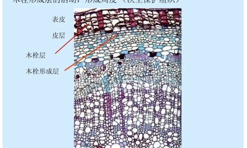 涂抹ve的作用与功效有哪些专区_涂抹灵的功效与作用是什么专区_涂抹ve的作用与功效网